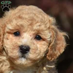 Lennox, Bich-Poo Puppy